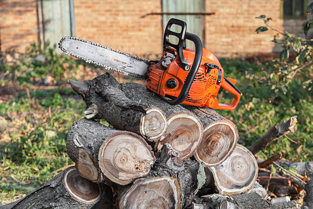 Best Tree Clearing Services  in Winters, CA